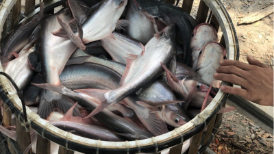 The Mekong Delta province of Dong Thap hosts pangasius fish festival 