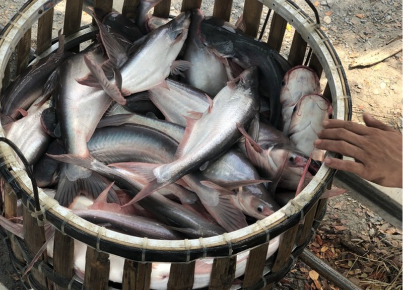 The Mekong Delta province of Dong Thap hosts pangasius fish festival 