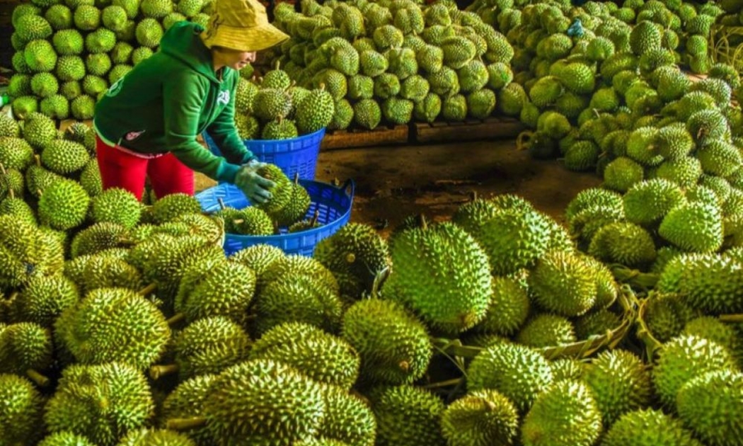 Xuất khẩu sầu riêng sẽ đem về 3,5 tỷ USD trong năm 2024.