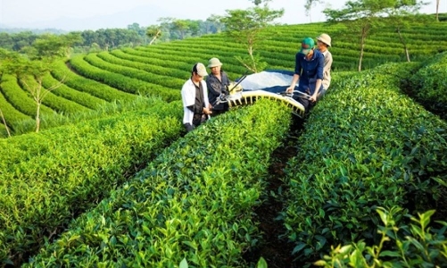 Ngành chè cần chuyển đổi sản xuất để thoát ra khỏi “bẫy” giá rẻ