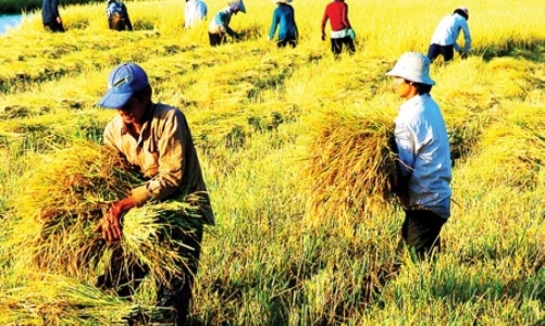 Sản xuất nông nghiệp biến động do ảnh hưởng của bão Yagi