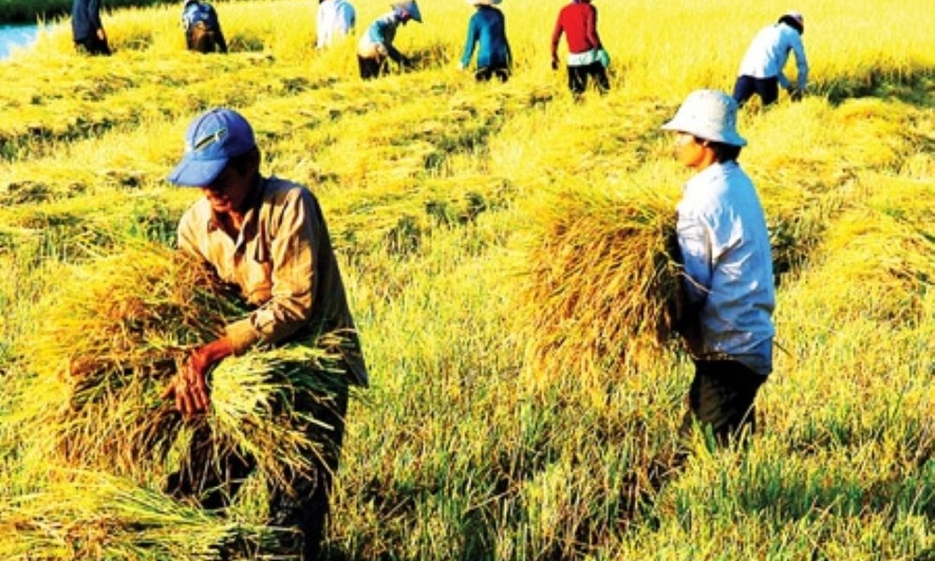 Sản lượng lúa mùa thu hoạch giảm so với năm trước.