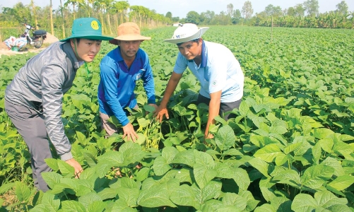 Ngành đậu tương có nhiều “nút thắt” cần tháo gỡ