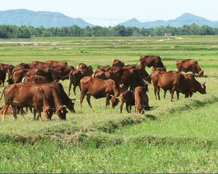 Chăn nuôi bò thịt đóng góp trên 50% tổng lượng phát thải toàn ngành chăn nuôi.