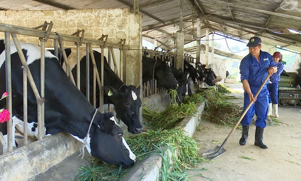 Bộ Tài nguyên và Môi trường: Phát thải khí metan lĩnh vực chăn nuôi là 20,3 triệu tấn, chiếm 18,27% tổng lượng phát thải khí metan. Ảnh minh họa.