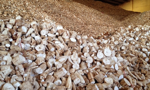 Trung Quốc giảm nhập khẩu, ngành sắn Việt Nam gặp khó