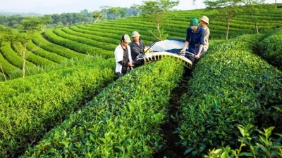 Vietnam becomes fifth largest tea exporter worldwide