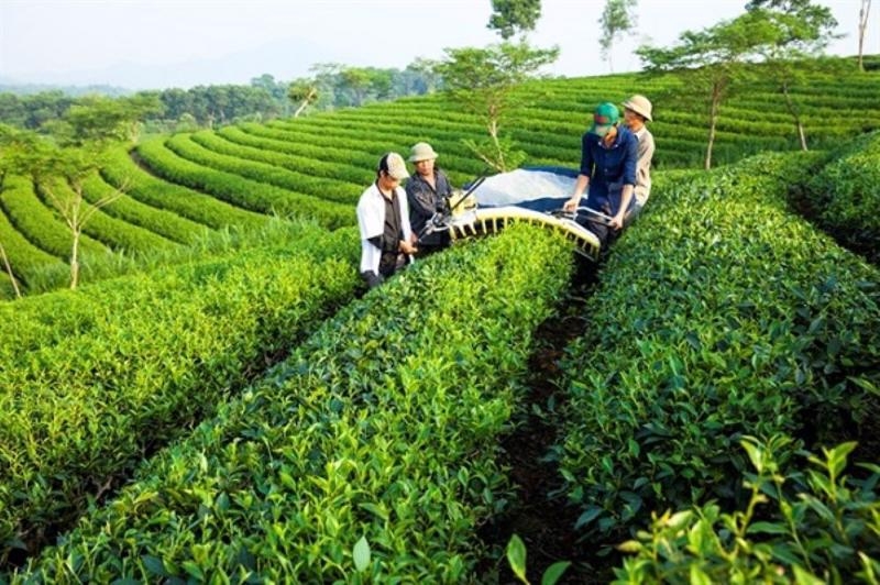 Vietnam becomes fifth largest tea exporter worldwide