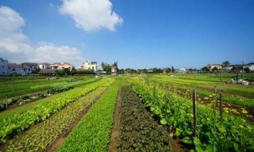 Du lịch xanh Hội An sẽ đa dạng các loại hình