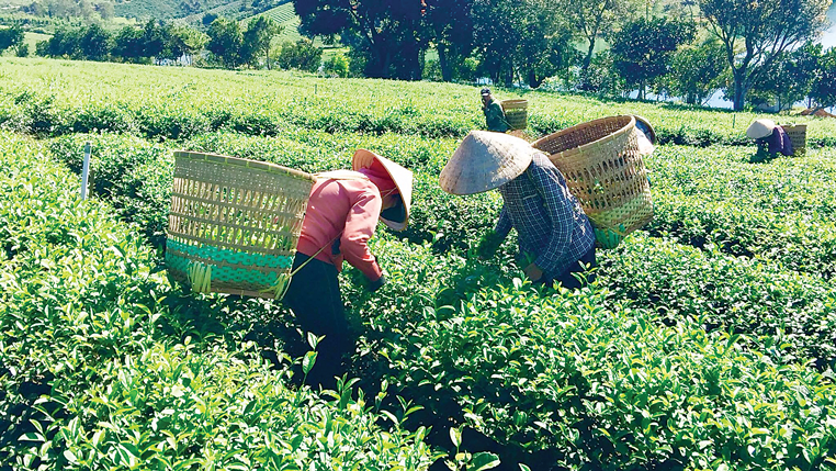 Kim ngạch xuất khẩu chè hàng năm vẫn chỉ lẹt đẹt 200-300 triệu USD.