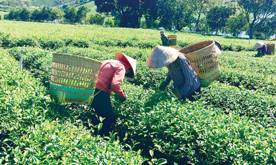 Kim ngạch xuất khẩu chè hàng năm vẫn chỉ lẹt đẹt 200-300 triệu USD.