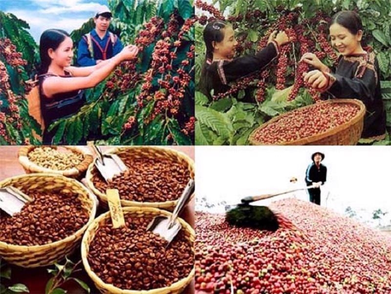 Vietnam's coffee exports reach record high in 2024