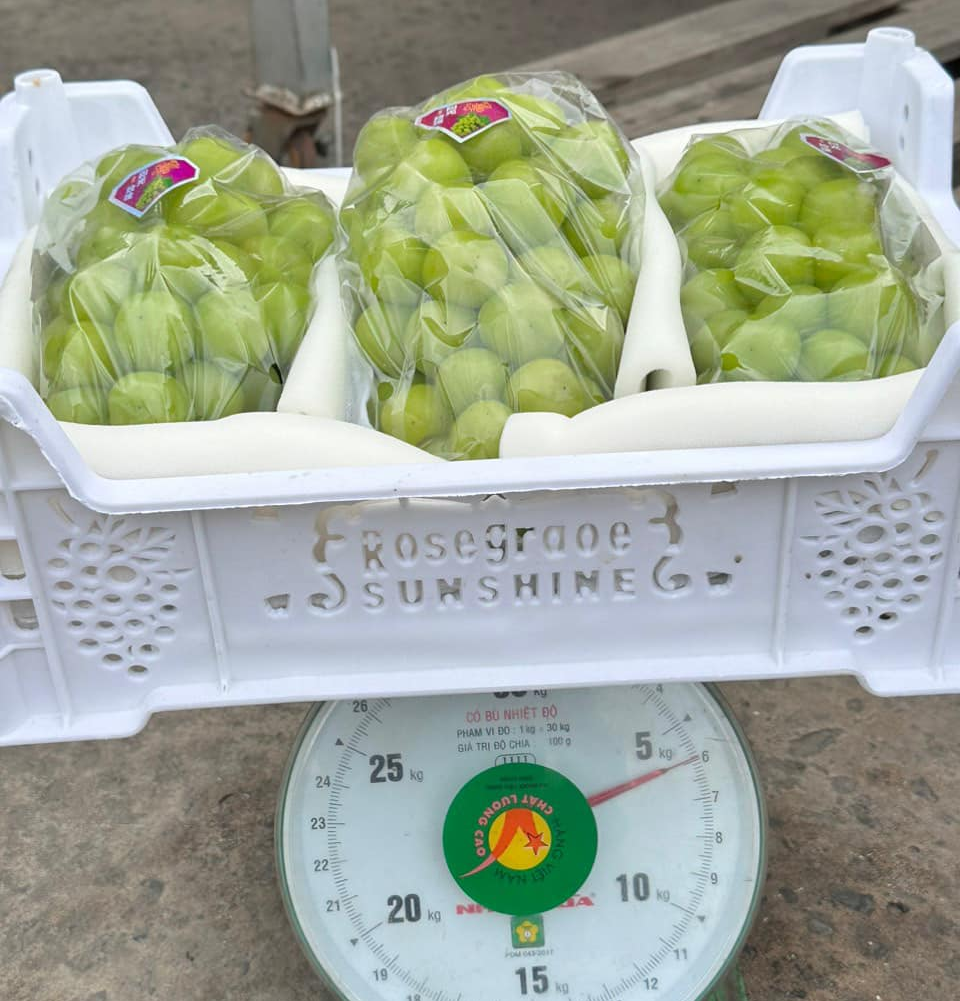 Nho sữa Shine Muscat đổ bộ thị trường Việt Nam vài năm trở lại đây với giá siêu rẻ.