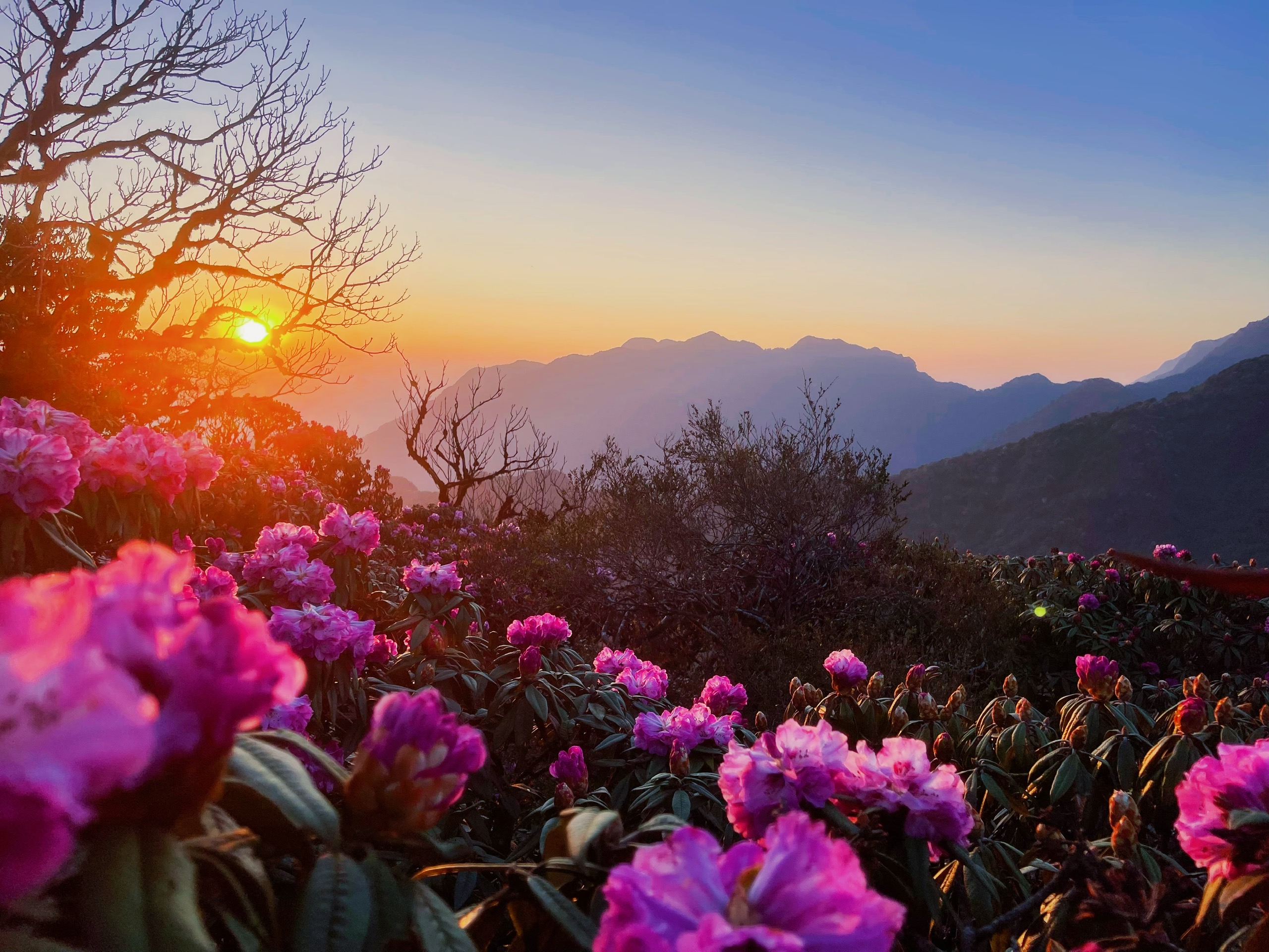 Mùa hoa đỗ quyên ở Lai Châu