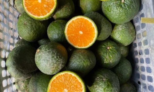 Nhiều trái cây đặc sản giá rẻ đang “đổ bộ” chợ Việt