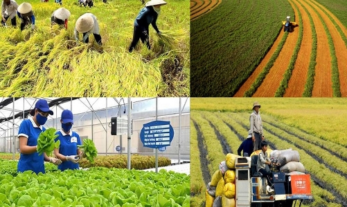 Quy mô tài trợ chuỗi cung ứng nông sản còn rất nhỏ