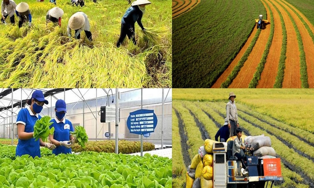 Nông nghiệp là lĩnh vực quan trọng, đóng góp 11-12% GDP.