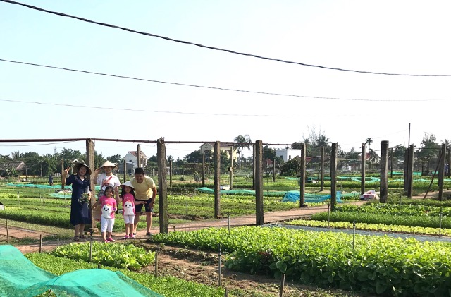 Làng rau Trà Quế được nhiều khách du lịch trong và ngoài nước ưa thích tham quan trải nghiệm. Ảnh Ngô Anh Văn