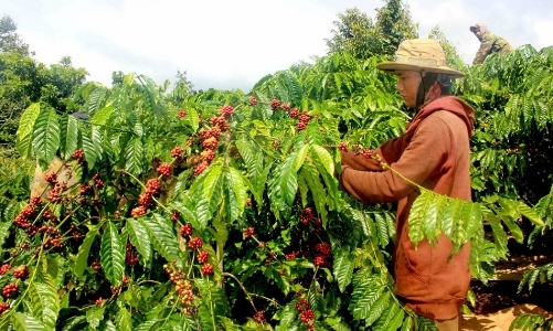 EC hoãn thực thi EUDR thêm 1 năm, Việt Nam khẳng định vẫn tiếp tục chuẩn bị thích ứng