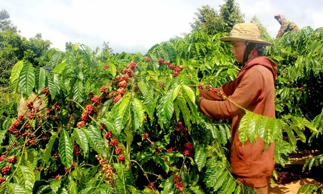 Mặt hàng cà phê của Việt Nam sẽ phải tuân thủ EUDR khi xuất khẩu vào châu Âu.