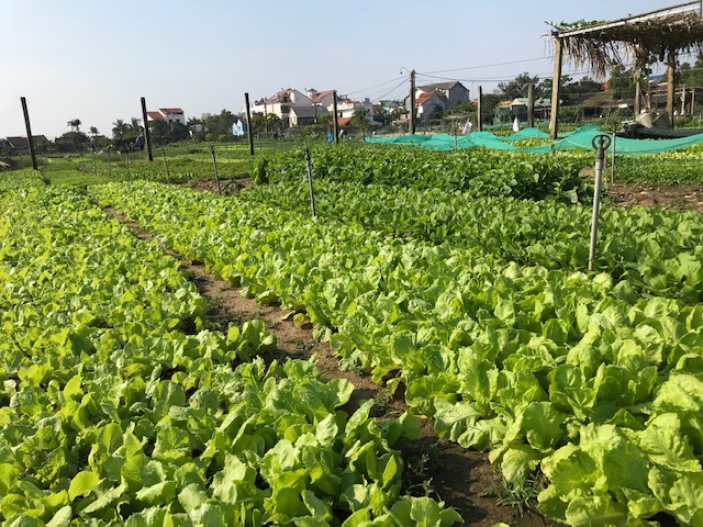 Rau xanh làng Trà Quế . Ảnh Ngô Anh Văn