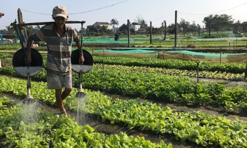 Làng rau Trà Quế được công nhận “Làng Du lịch tốt nhất” năm 2024