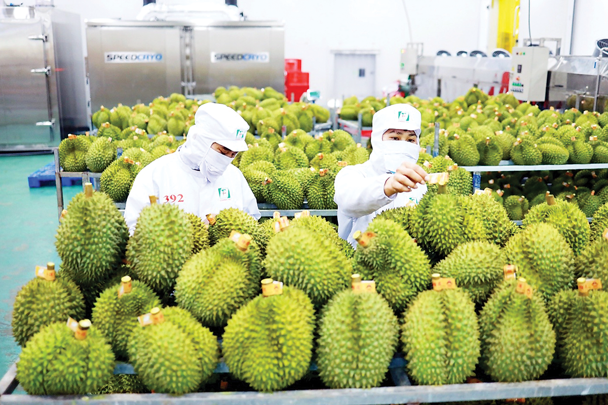 Việt Nam có nhiều cơ hội và tiềm năng xuất khẩu các sản phẩm rau củ quả sang Trung Quốc.