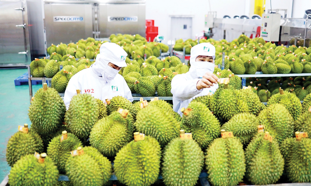 Việt Nam có nhiều cơ hội và tiềm năng xuất khẩu các sản phẩm rau củ quả sang Trung Quốc.