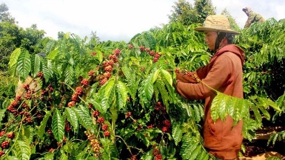 Vietnam continues preparing for EU deforestation regulation inspite of implementation postponement