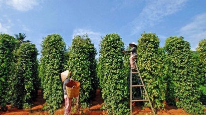 Vietnam's pepper exports projected to reach a new record of $1.3 bln this year.