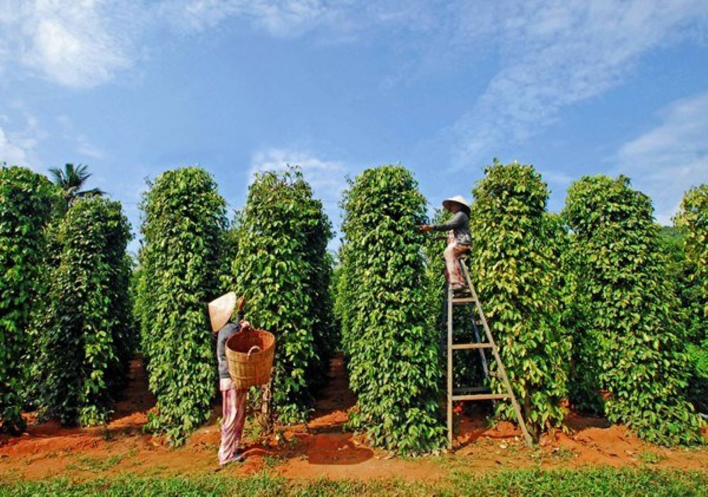 Việt Nam vẫn giữ được vị trí số 1 thế giới về xuất khẩu hồ tiêu, nhưng đang phải cạnh tranh với các quốc gia khác.