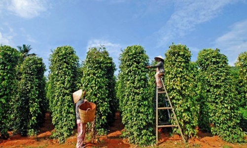 Xuất khẩu hồ tiêu năm 2024 sẽ lập kỷ lục mới với 1,3 tỷ USD 