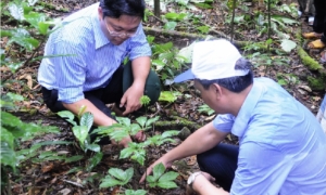Đưa Sâm Ngọc Linh trở thành thương hiệu sản phẩm quốc gia