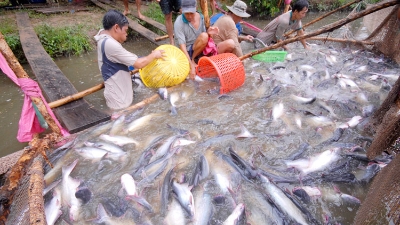 Tra fish export expected to hit $2 bln in 2024