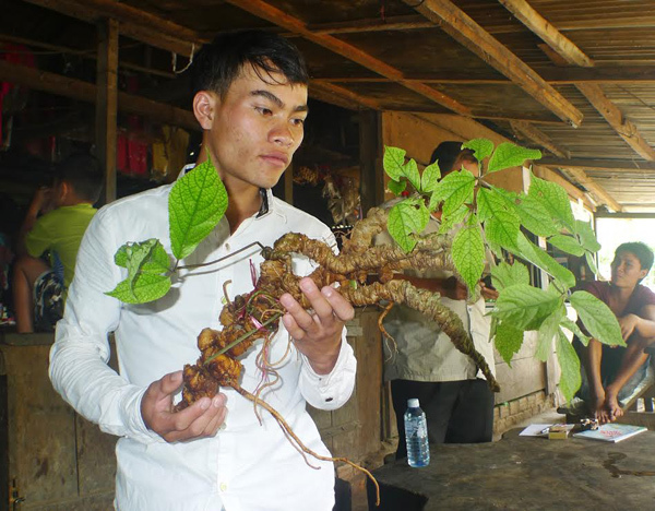 Sâm Ngọc Linh đang được trồng nhiều tại các huyện miền núi của Quảng Nam 