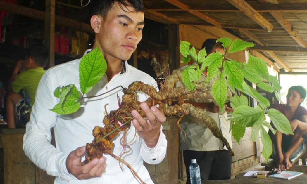Sâm Ngọc Linh đang được trồng nhiều tại các huyện miền núi của Quảng Nam 