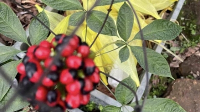 Quang Nam strengthens efforts to develop Ngoc Linh ginseng into international brand