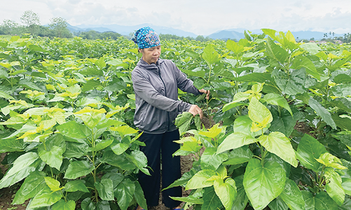Nông dân và doanh nghiệp nông nghiệp “ao ước” được nộp thuế VAT