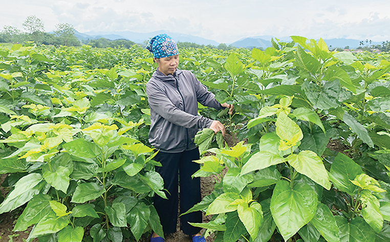 Nông dân sẽ được lợi khi thu thế VAT đối với phân bón