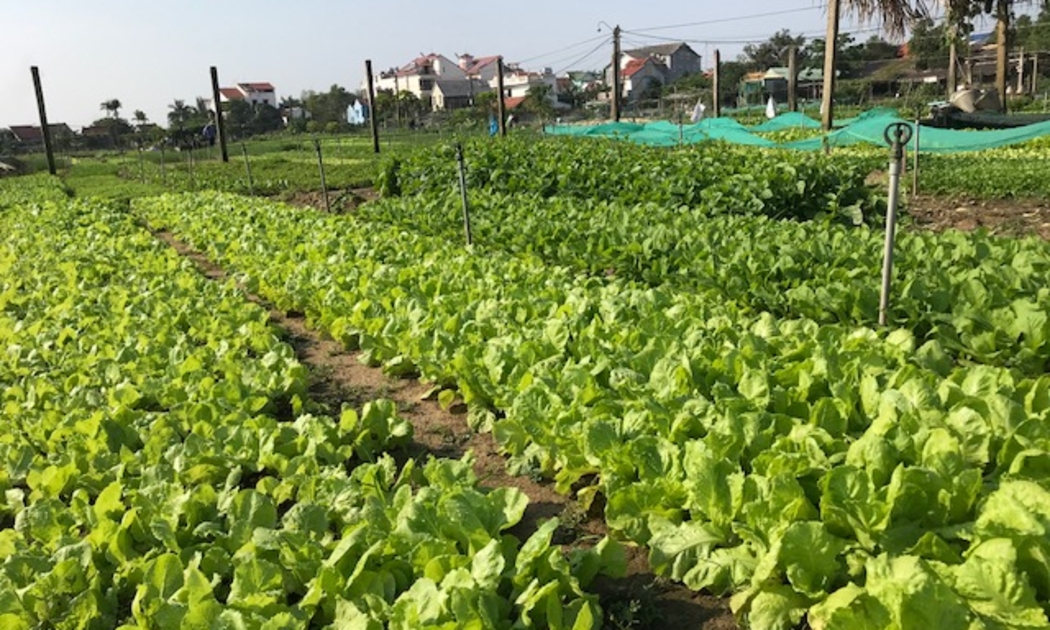 Làng rau Trà Quế-một trong những làng nghề ứng dụng công nghệ số trong việc trồng rau sạch và giới thiệu điểm đến du lịch. Ảnh Ngô Anh Văn
