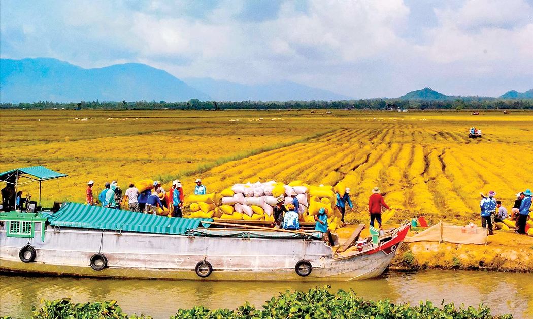 Doanh nghiệp lua, gạo 