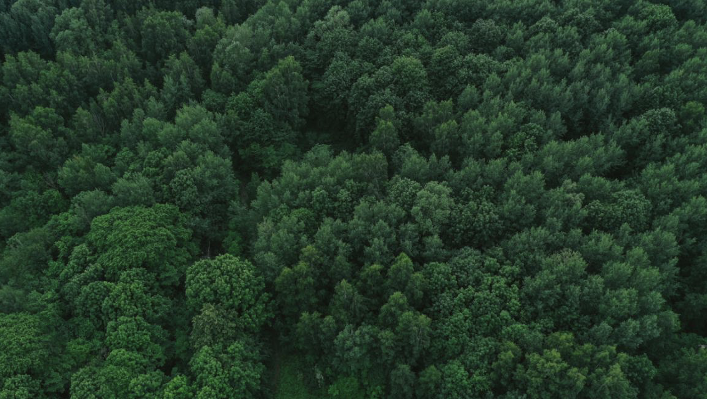 Forestry is considered the most promising sector for carbon credit development in Vietnam.