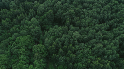 BCG Eco partners with Singaporean firms to advance certified carbon credit projects