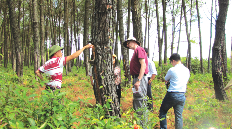 Forestry businesses invest in sustainable certifications ahead of EU regulations