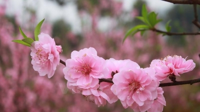 PM decides on nine-day break for Tet