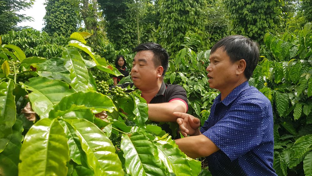 Xây dựng nền nông nghiệp tái sinh- mô hình từ cây cà phê.