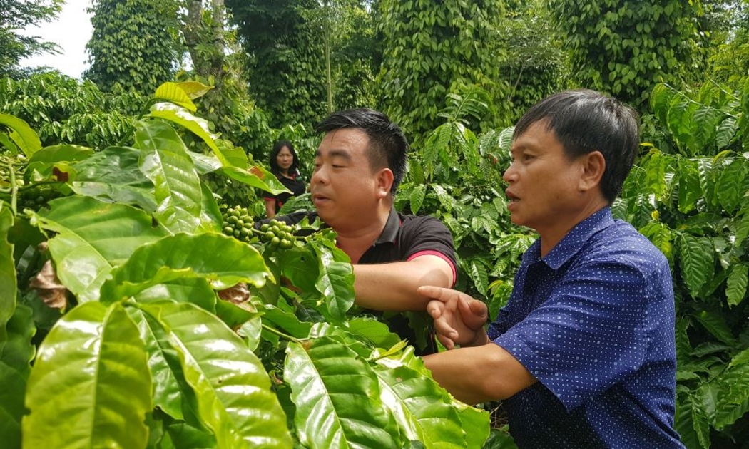Xây dựng nền nông nghiệp tái sinh- mô hình từ cây cà phê.