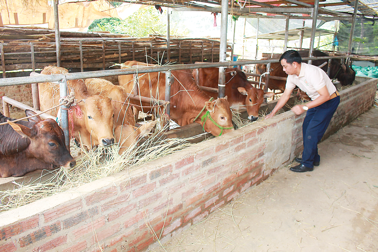 Ông Quàng Văn Thuỷ chăm sóc đàn bò của gia đình