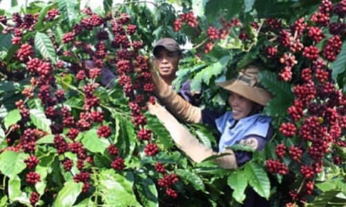 Giá cà phê tăng “phi mã” ngay trong mùa thu hoạch 