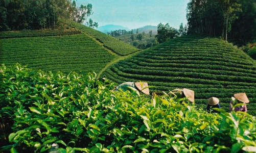 Không xanh hoá nhanh, doanh nghiệp có thể bị loại khỏi chuỗi cung ứng 